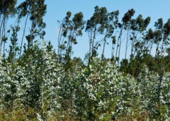 Mais de 80% dos pedidos de arborização são para eucaliptos