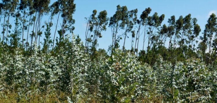 Mais de 80% dos pedidos de arborização são para eucaliptos