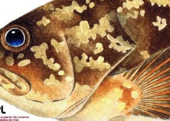 Manual ilustrado dedicado aos peixes das Berlengas apresentado hoje na ESTM