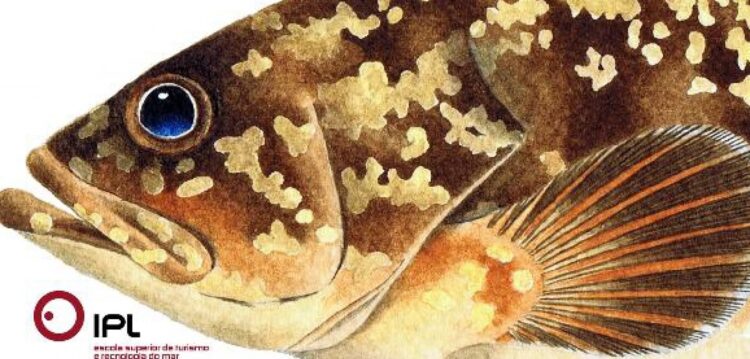 Manual ilustrado dedicado aos peixes das Berlengas apresentado hoje na ESTM