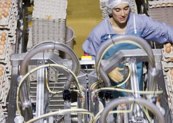 Produção de ovos vale 200 milhões de euros em Portugal