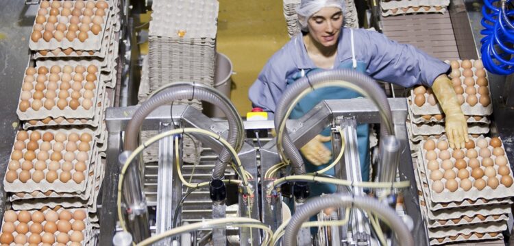 Produção de ovos vale 200 milhões de euros em Portugal