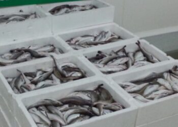 320 quilos de pescado apreendidos na Nazaré entregues a instituições de solidariedade social