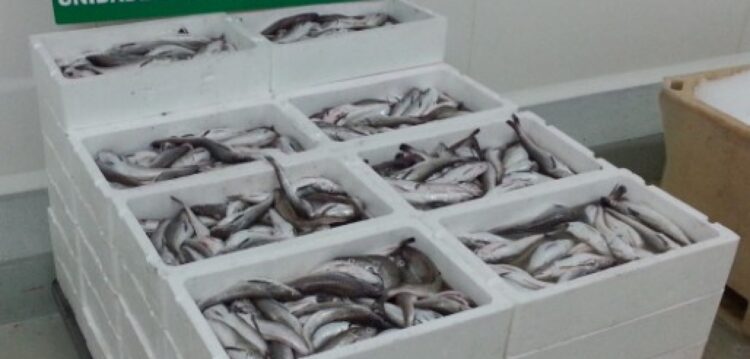 320 quilos de pescado apreendidos na Nazaré entregues a instituições de solidariedade social