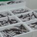 320 quilos de pescado apreendidos na Nazaré entregues a instituições de solidariedade social