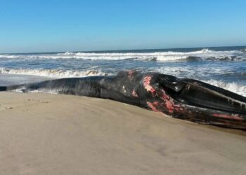 Baleia deu à costa na praia do Vale Furado (Actualização)