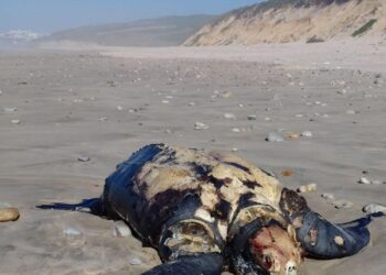 Tartaruga gigante foi retirada hoje da praia de S. Pedro de Moel