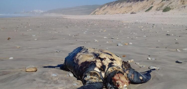 Tartaruga gigante foi retirada hoje da praia de S. Pedro de Moel