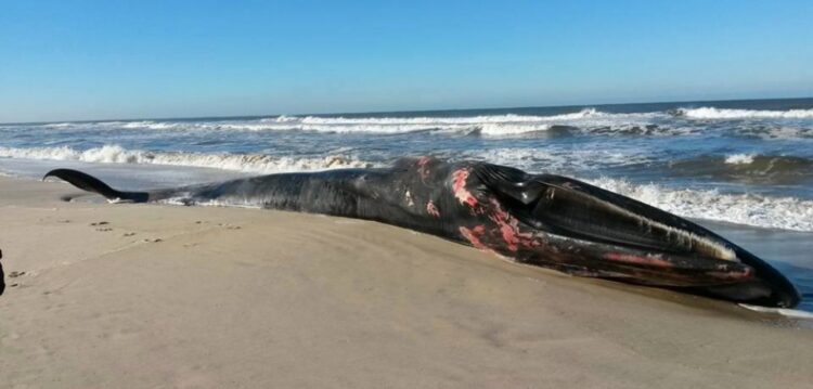 Porque aparecem tartarugas, golfinhos e baleias nas nossas praias?