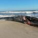 Porque aparecem tartarugas, golfinhos e baleias nas nossas praias?