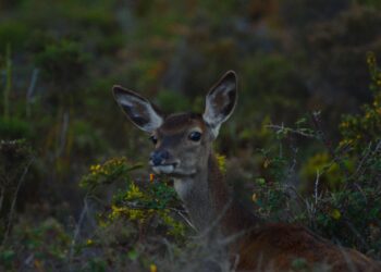Reis escondidos pela bruma da serra