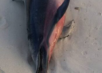 Golfinho dá à costa entre as praias da Falca e da Légua