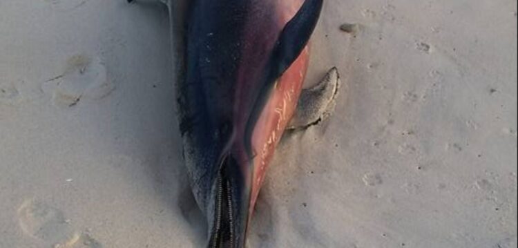 Golfinho dá à costa entre as praias da Falca e da Légua