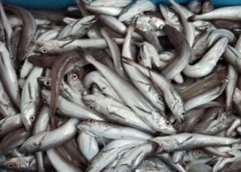 Apreendidos mais de 120 quilos de peixe na Nazaré