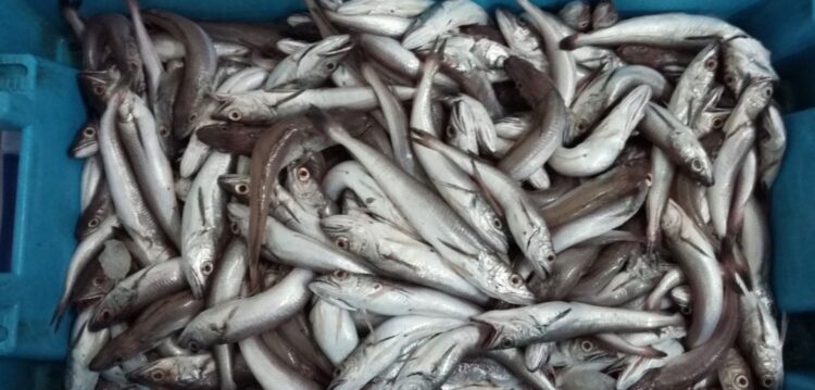 Apreendidos mais de 120 quilos de peixe na Nazaré