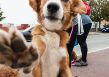 Associação de animais presa por ter cão e presa por não ter