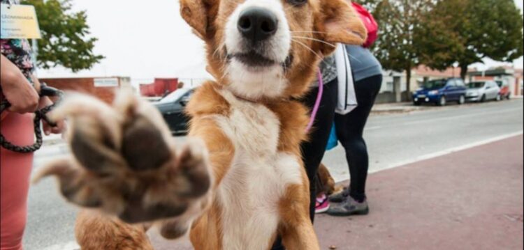 Associação de animais presa por ter cão e presa por não ter