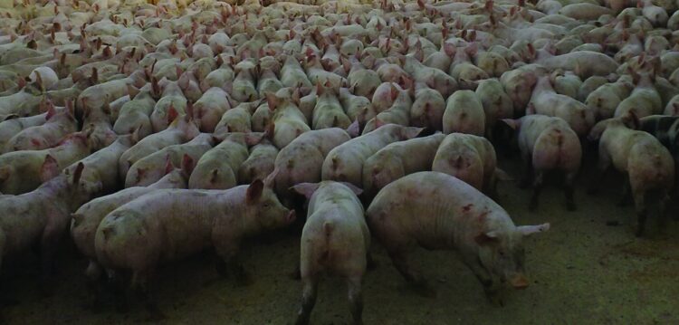 Efluentes de porco vão passear-se pelas estradas da região