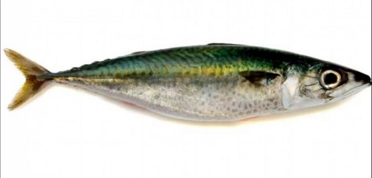 Peniche Almôndegas de cavala pronto a deliciar consumidores