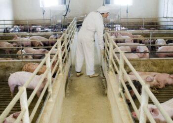Produtores acusam Bruxelas de aniquilar sectores de carne e de leite