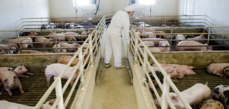 Produtores acusam Bruxelas de aniquilar sectores de carne e de leite