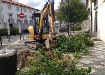 Cerejeiras de jardim substituem laranjeiras no Terreiro