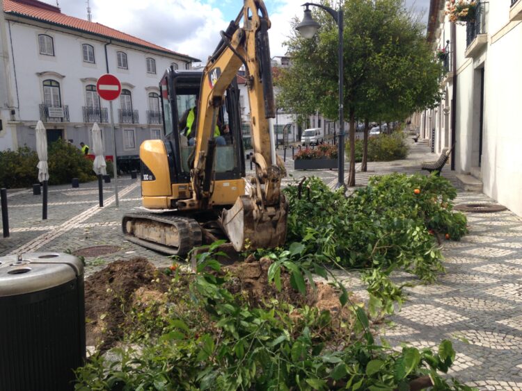 Cerejeiras de jardim substituem laranjeiras no Terreiro