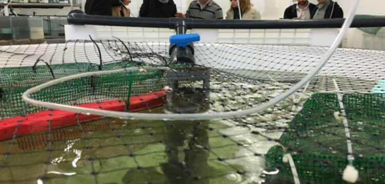 Consórcio Aquatropolis promove desenvolvimento da aquacultura