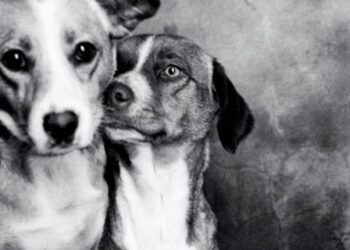 Festa das Sopas para ajudar animais na Marinha