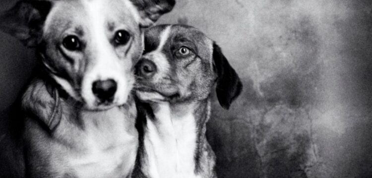 Festa das Sopas para ajudar animais na Marinha