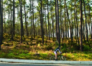 Floresta, berço de actividades que geram negócios de 7,4 mil milhões de euros