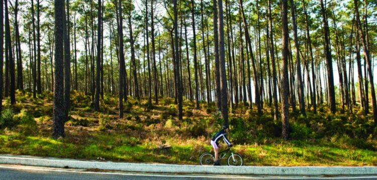 Floresta, berço de actividades que geram negócios de 7,4 mil milhões de euros