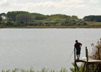 Plantação de eucaliptos autorizada nas margens da Lagoa da Ervedeira