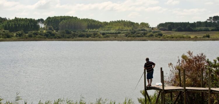 Plantação de eucaliptos autorizada nas margens da Lagoa da Ervedeira