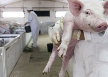 Suinicultura portuguesa gera negócios de 600 milhões
