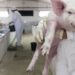 Suinicultura portuguesa gera negócios de 600 milhões