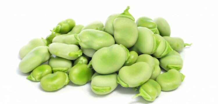 Em Maio Vamos às favas a Ourém?