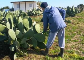 Figueira-da-Índia, uma fileira que a nossa região já descobriu