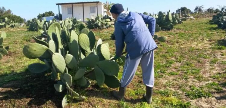 Figueira-da-Índia, uma fileira que a nossa região já descobriu