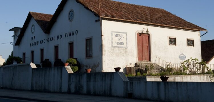 Vinho em Alcobaça, um museu que é tinto e branco