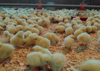 Vinte e cinco mil aves mortas em incêndio em aviário no concelho de Leiria
