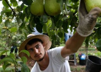 É muita fruta! Da pêra rocha  para o Brasil ao coco para Angola
