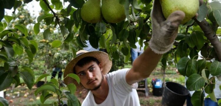 É muita fruta! Da pêra rocha  para o Brasil ao coco para Angola