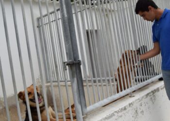 Cães usados em terapia com famílias e idosos em lar