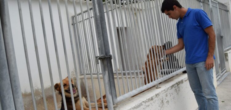 Cães usados em terapia com famílias e idosos em lar