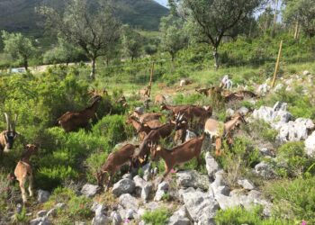 Serro Ventoso aposta nas cabras para combater incêndios