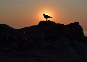 Berlengas: um santuário para aves de toda a Europa
