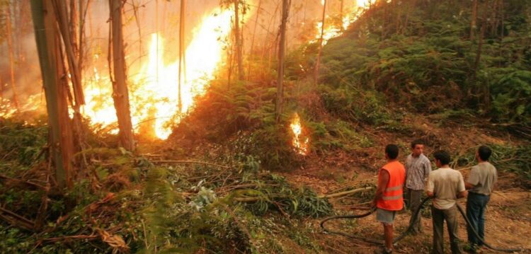 Incêndio em Figueiró dos Vinhos mobiliza 144 bombeiros