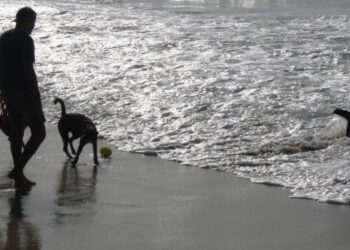 Peniche com primeira praia para cães do País