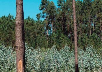 Câmara de Pombal disponível para comprar terrenos florestais